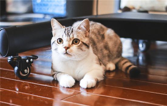 猫咪经常挨打会怎样-图1