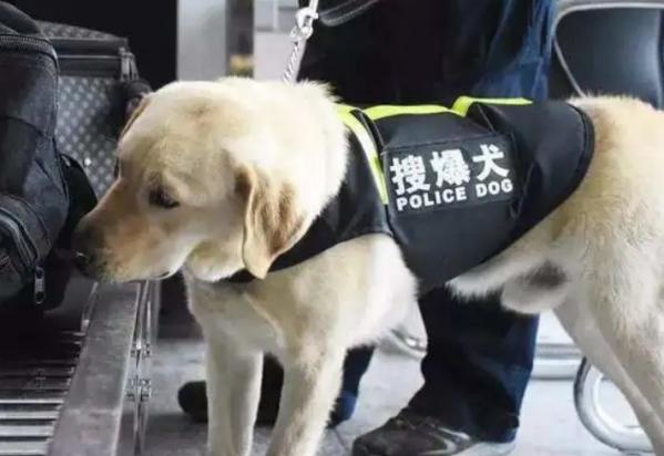 警犬常见品种
