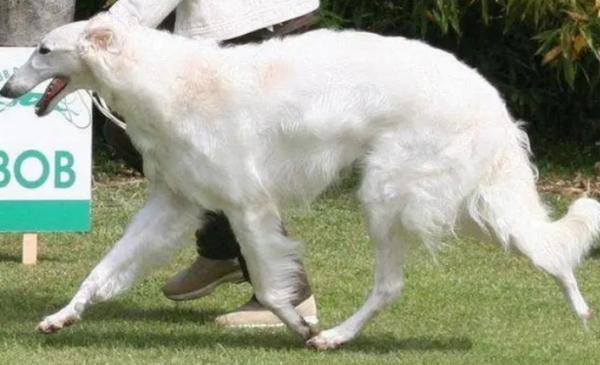 波索尔犬有金色的吗-图1