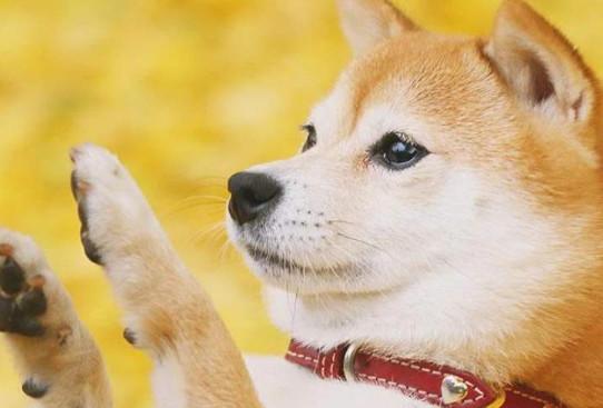 柴犬可以吃什么蔬菜-图1