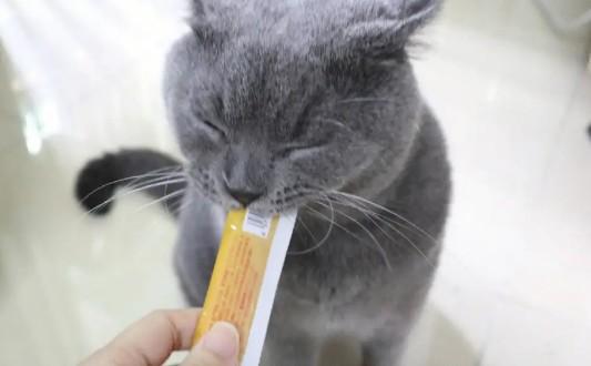 猫一天可以吃几条猫条-图1