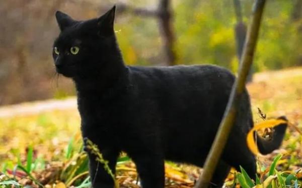黑色猫进家有什么预兆-图1