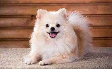 波美拉尼亚犬、松鼠犬哪个好-图1