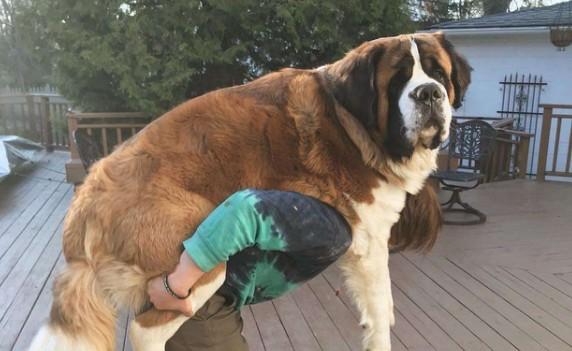 巨型犬怎么培育出来的