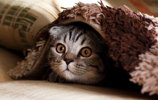 猫为什么会对人发出低吼-图1