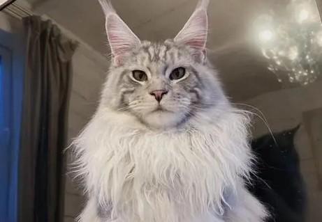 像贵妇一样的猫-图1