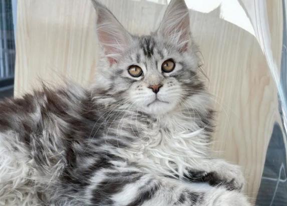 亚洲猫是宠物猫吗
