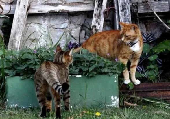 后院猫舍是啥意思?-图1
