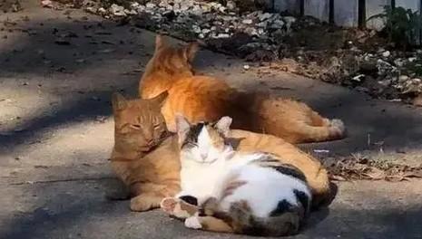 后院猫和正规猫的区别