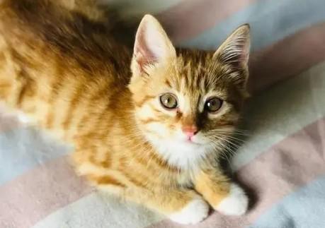 后院猫三件套的危害-图1