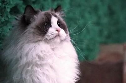 世界十大名贵猫-图1