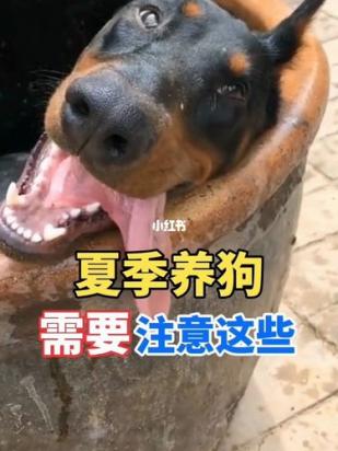 农村养狗要注意啥