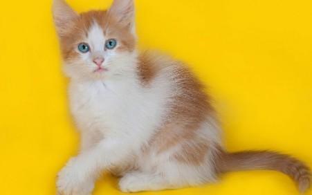白色身上带几块橘色的猫-1