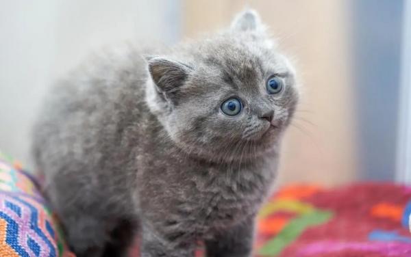 如何判断猫的品种-图1
