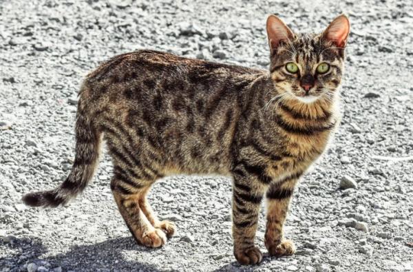 虎斑猫干万不能养