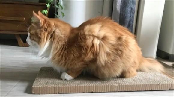 猫母鸡蹲一定是有病吗-图1