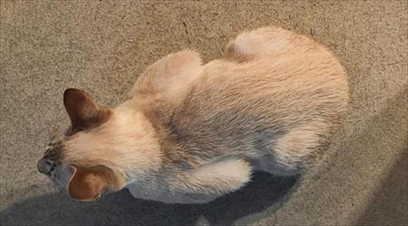 母鸡蹲猫咪是什么疾病-图1
