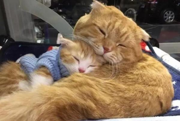 猫会认一家人谁做主人-图1