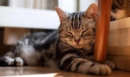 猫咪一喊就来代表什么-图1