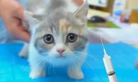 猫咪多久才能打狂犬疫苗-图1