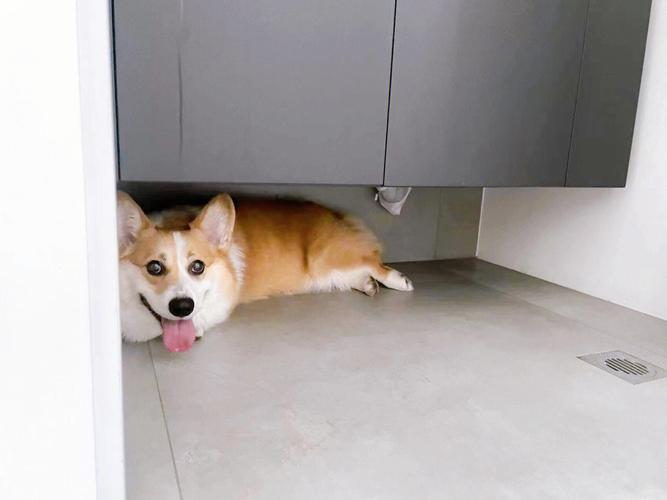 狗狗为什么喜欢躲角落