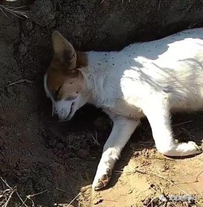 宠物狗死了埋了有什么讲究-图2