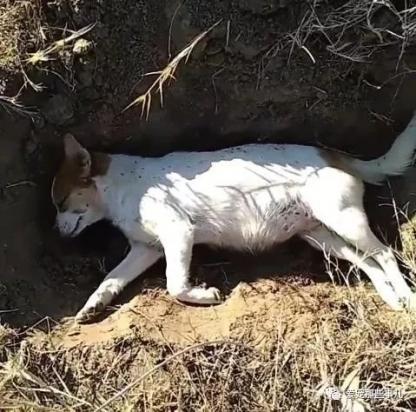 宠物狗死了埋了有什么讲究-图1