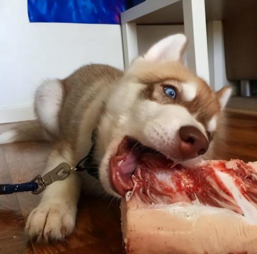 为什么狗要吃肉肉