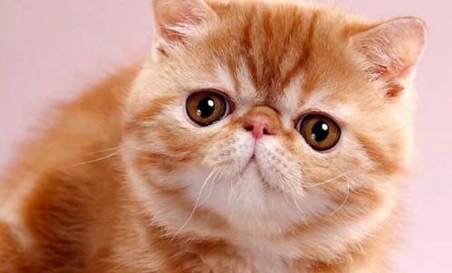卡非猫公猫怎么办-图1