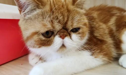卡勒拉猫价格多少钱一只-图1