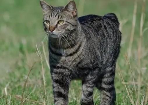 马恩岛猫忠诚吗-图1