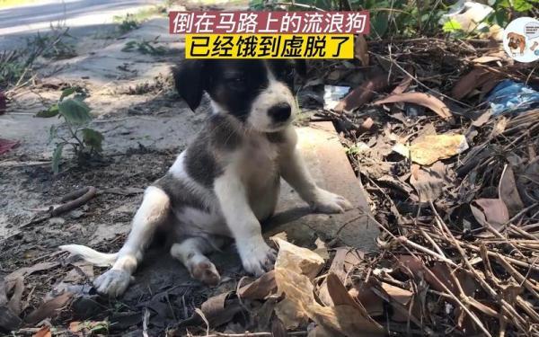 狗很容易饿死
