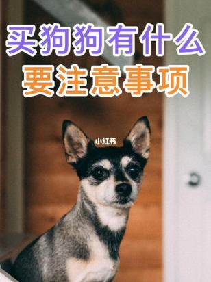 买狗要注意哪些问题呢