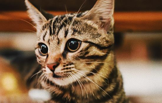 猫咪受凉了拉肚子怎么办-1