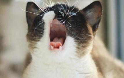 猫一直叫我快崩溃不想养了-图1