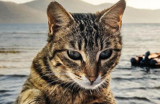 猫咪自己过夜会孤独吗-图1