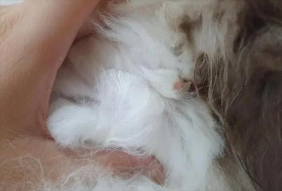 猫怎么判断是尿路感染-图1