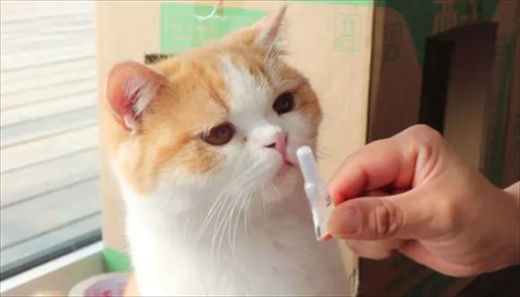 猫蚤用什么可以杀死它-图1