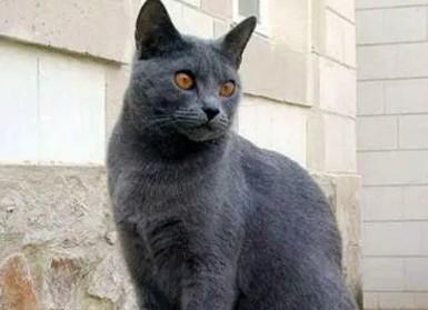 卡尔特猫是蓝猫吗？卡尔特猫和蓝猫的区别是什么？-1