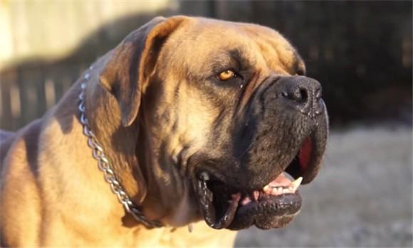 南非獒对比加纳利犬哪个更厉害-1