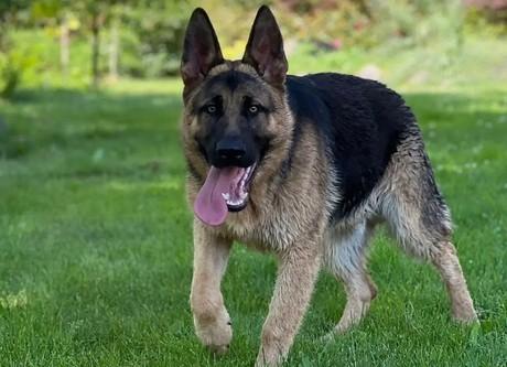 世界十大警犬排名-图1