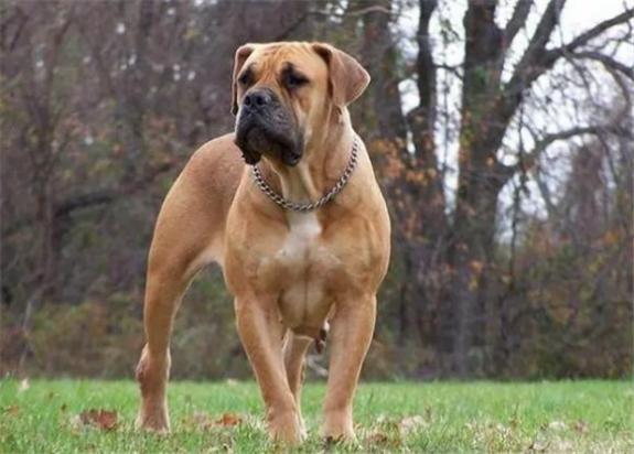 南非赘犬打架厉害吗