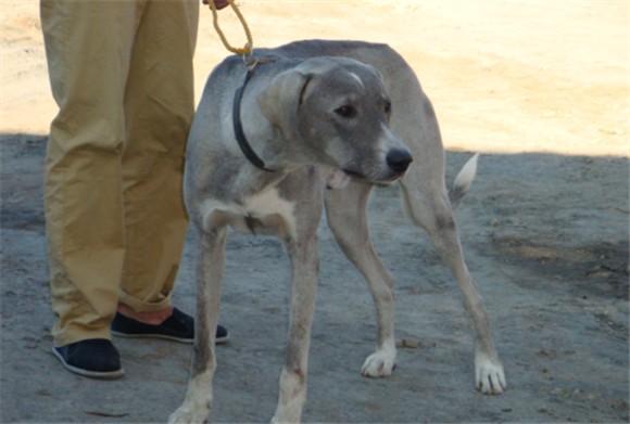 蒙古细犬聪明吗