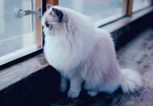 猫咪窗边叫含义及应对方法-1