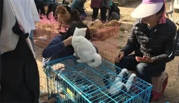 卖猫后院什么意思-1