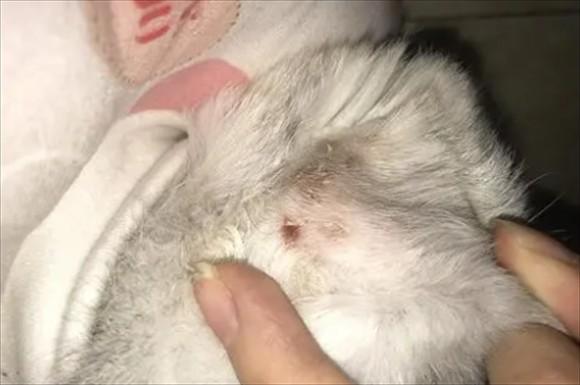 猫有螨虫怎么办-图1