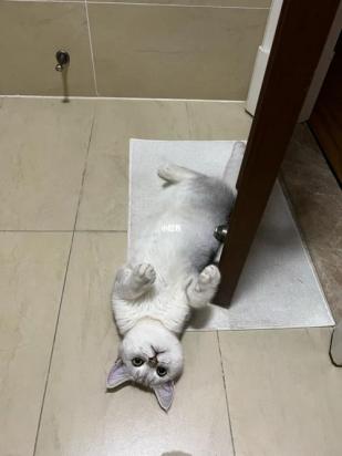 猫为什么比我幸福-图1