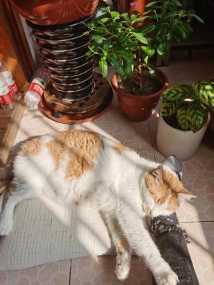 猫为什么比我幸福-图3