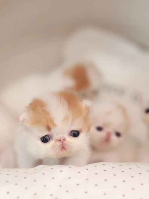 猫为什么比我幸福-图2