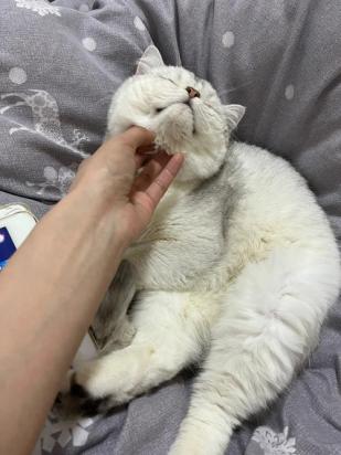 猫听话会粘人吗